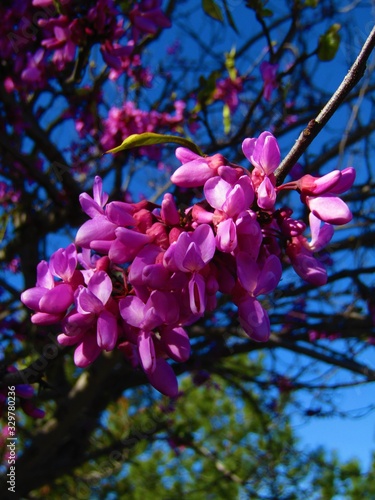 Pink flowers hanging from a branch