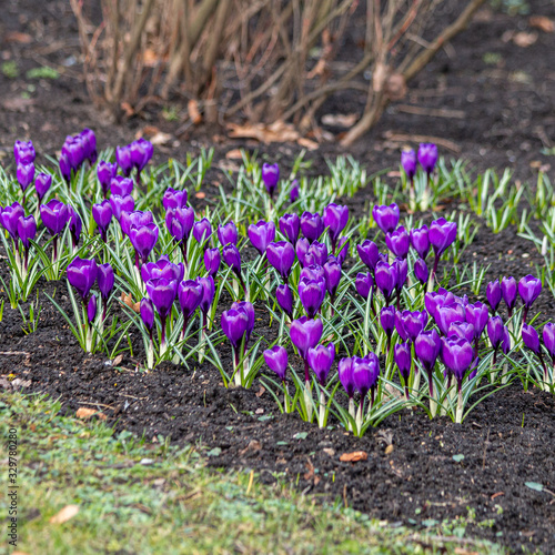 Spring in the garden. Purple flowers on a sunny day © Zigmar Stein