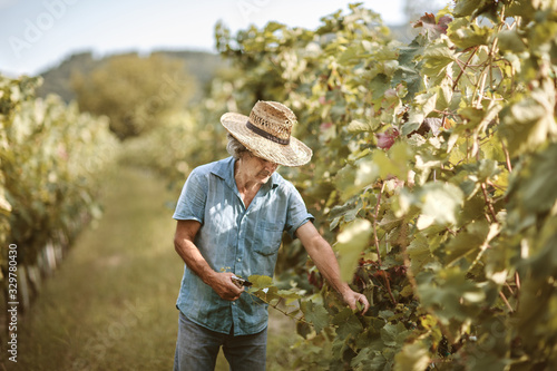 Senior male with hat working in vineyard. Agriculture and viticulture concept. Man woking in vineyard. photo