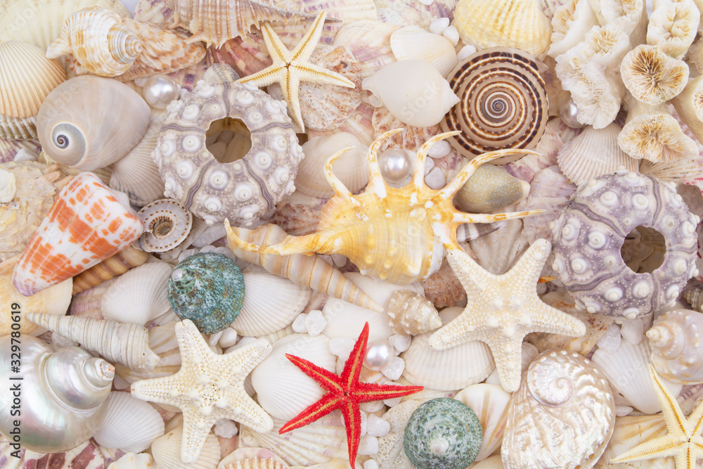 Sea urchins, starfishes, pearls and seashells background Sea urchins, starfishes, pearls and seashells background
