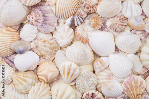 Seashells background 