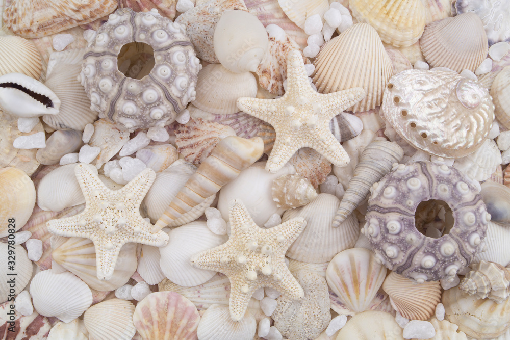 Sea urchins, starfishes and seashells background	