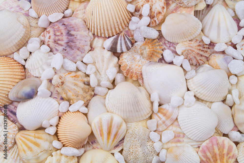 Seashells and white stones as background