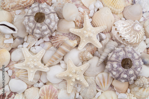 Sea urchins, starfishes and seashells background	