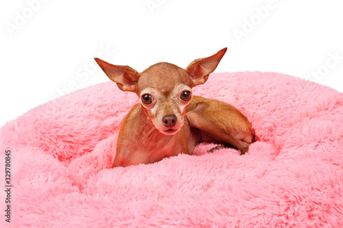Adorable pedigreed decorative pet on dog bed