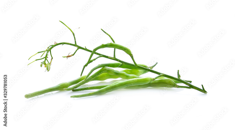 Fototapeta premium Raphanus caudatus on white background