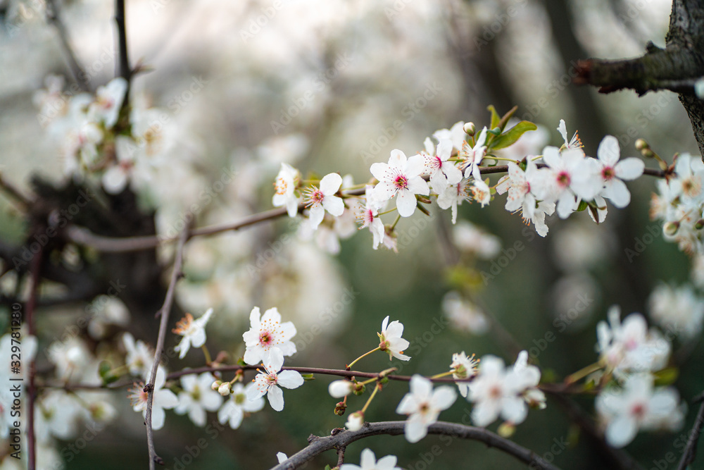 White cherry / peach flowers during spring White cherry / peach flowers during spring