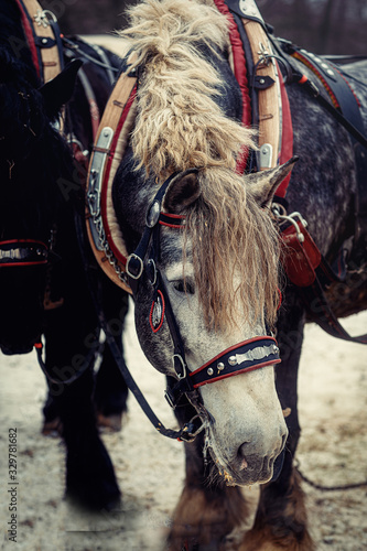 Two horses with ornate harness in close-up view.
