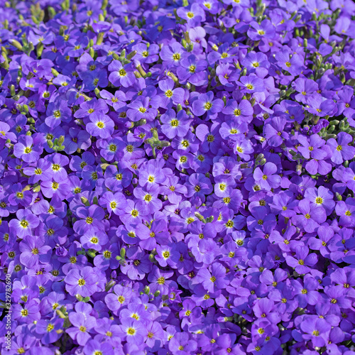 Bl  hendes Blaukissen  Aubrieta  im Fr  hling