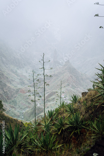 Cape Verde. Moody yucca plants with desolate rocky mountain background in Xo-xo valley in Santo Antao island photo