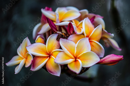 Frangipani flowers are blooming in the garden select focus.
