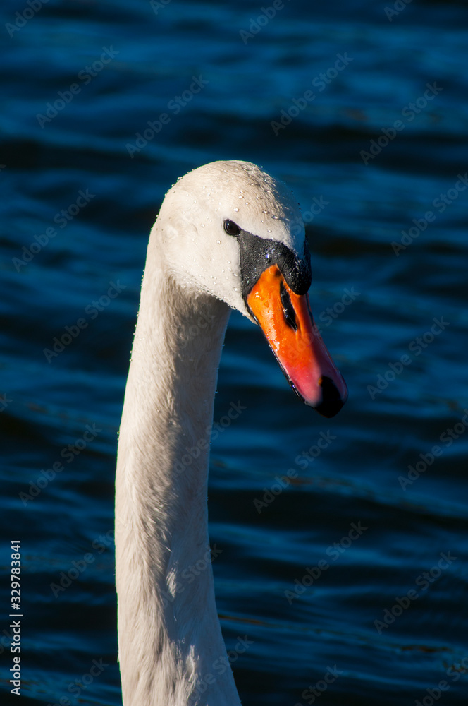 closeup portrait of white swan and blue water on a sunny day with good light closeup portrait of white swan and blue water on a sunny day with good light