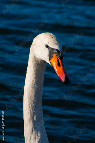 closeup portrait of white swan and blue water on a sunny day with good light