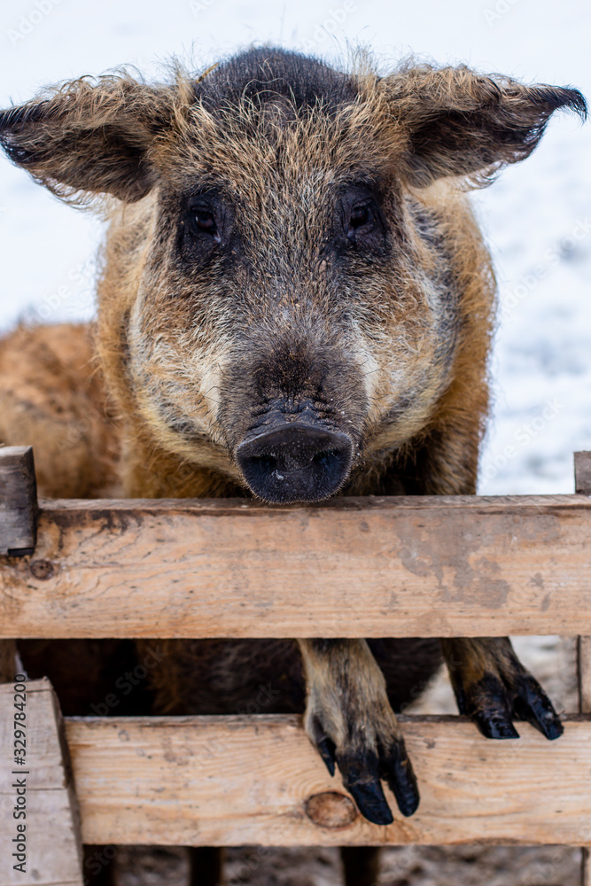 Fototapeta premium A pig stands on the fence