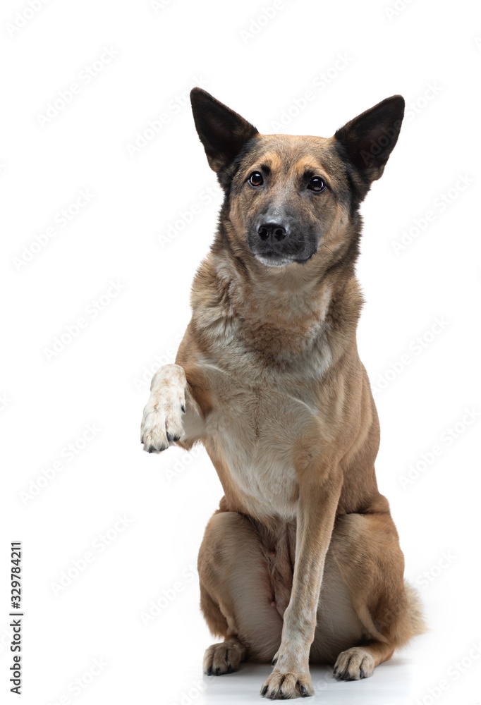 dog sitting and waving his paw on a white background. mix breeds in the studio dog sitting and waving his paw on a white background. mix breeds in the studio