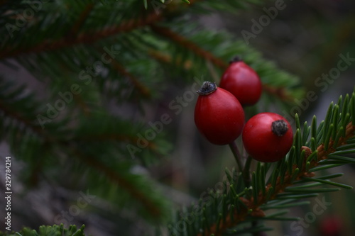red berries on a tree