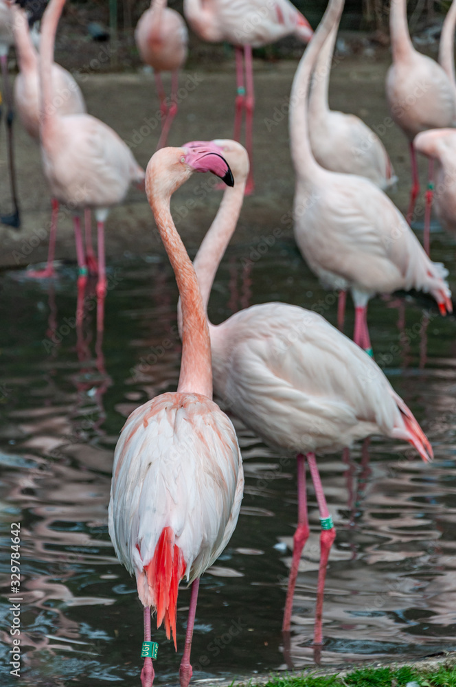 Closeup of Flamingo
