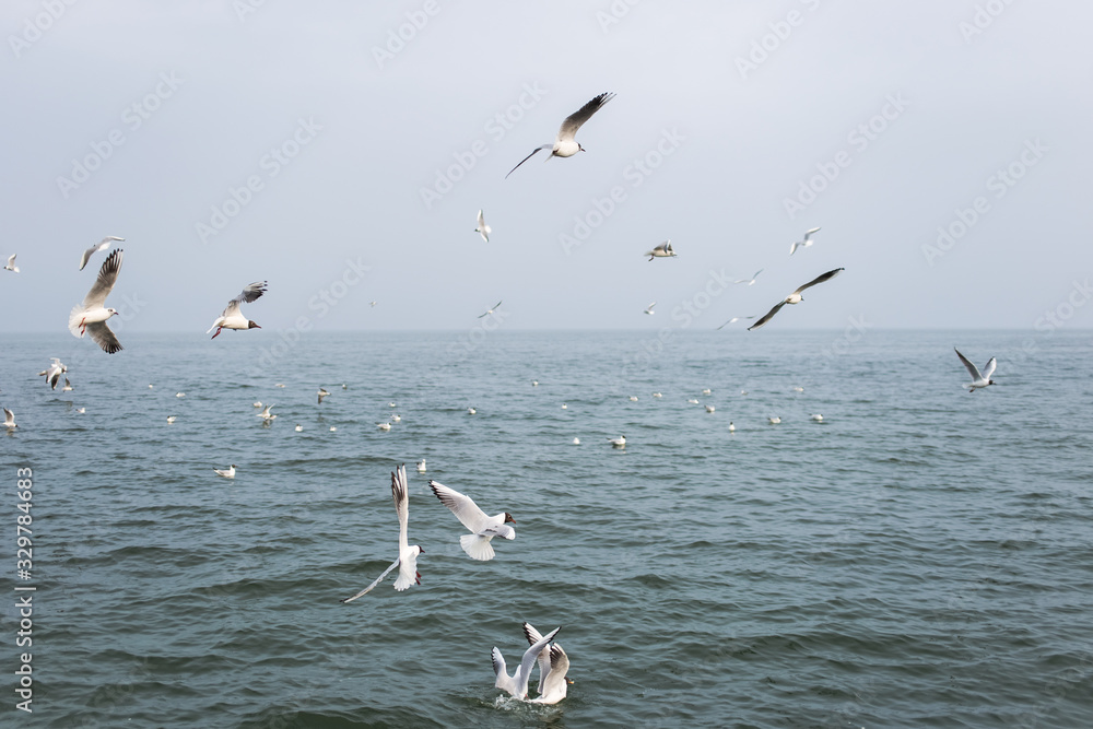 Many hungry seagulls flying in sky over blue sea water in cloudy rainy weather