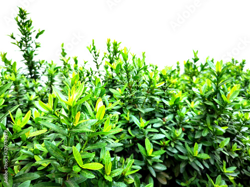 Shrub bush Ixora chinensis green outline tree on white background