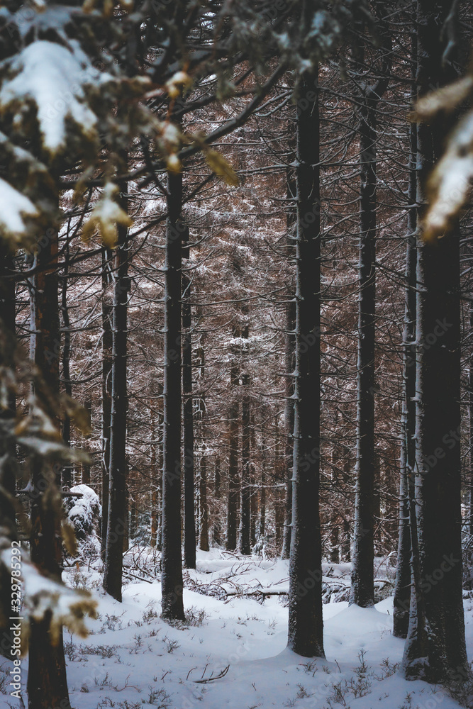 Fototapeta premium forest in winter