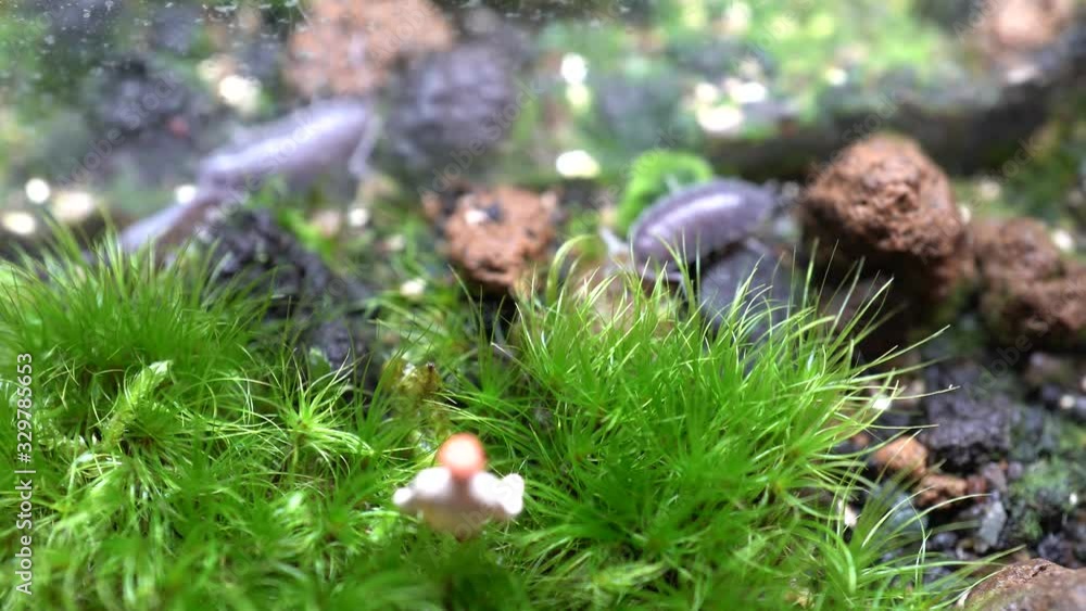 4k videos of moss, miniature dolls, and sometimes Porcellio scabe 4k videos of moss, miniature dolls, and sometimes Porcellio scabe