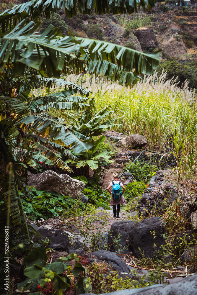 Fototapeta premium Female hike the lush canyon full of exotic vegetation. Plenty of tropical fruit trees, sugar cane growing up on the mountain slopes on Santo Antao island Cape Verde