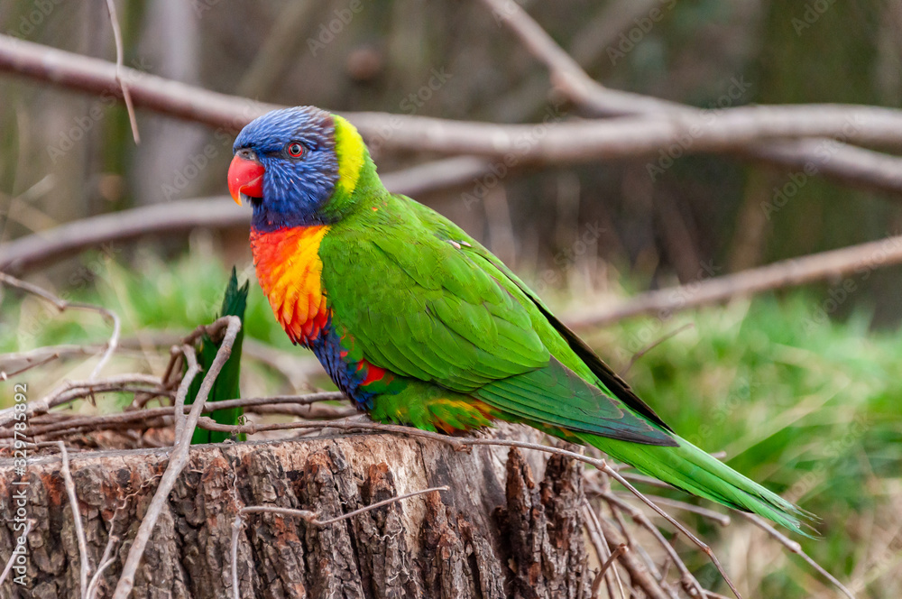 Naklejka premium Closeup of Rainbow lorikeet