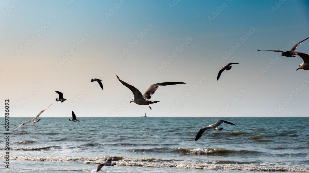 Background with many seagulls flying vigorously in a landscape with blue sky and sea of clouds