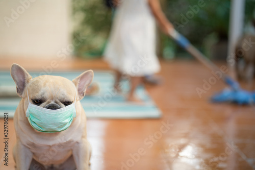 French bulldog wearing medical face mask to prevent flu, pollution and convid 19 indoor. photo