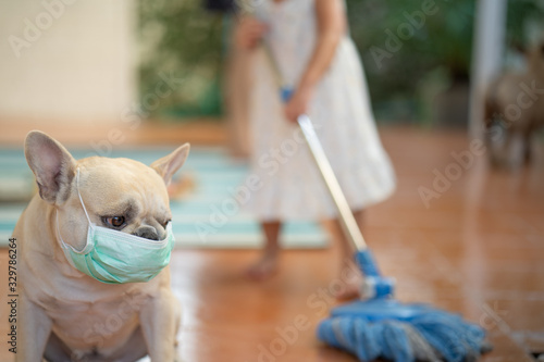 French bulldog wearing medical face mask to prevent flu, pollution and convid 19 indoor. photo