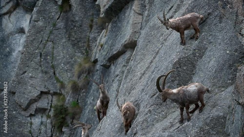 Herd of male Alpine ibexes (Capra ibex) foraging in steep mountain rock face in the Alps in spring photo