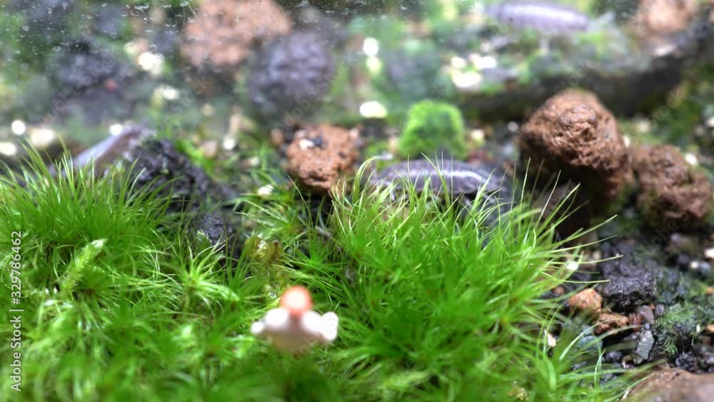 4k videos of moss, miniature dolls, and sometimes Porcellio scabe 4k videos of moss, miniature dolls, and sometimes Porcellio scabe