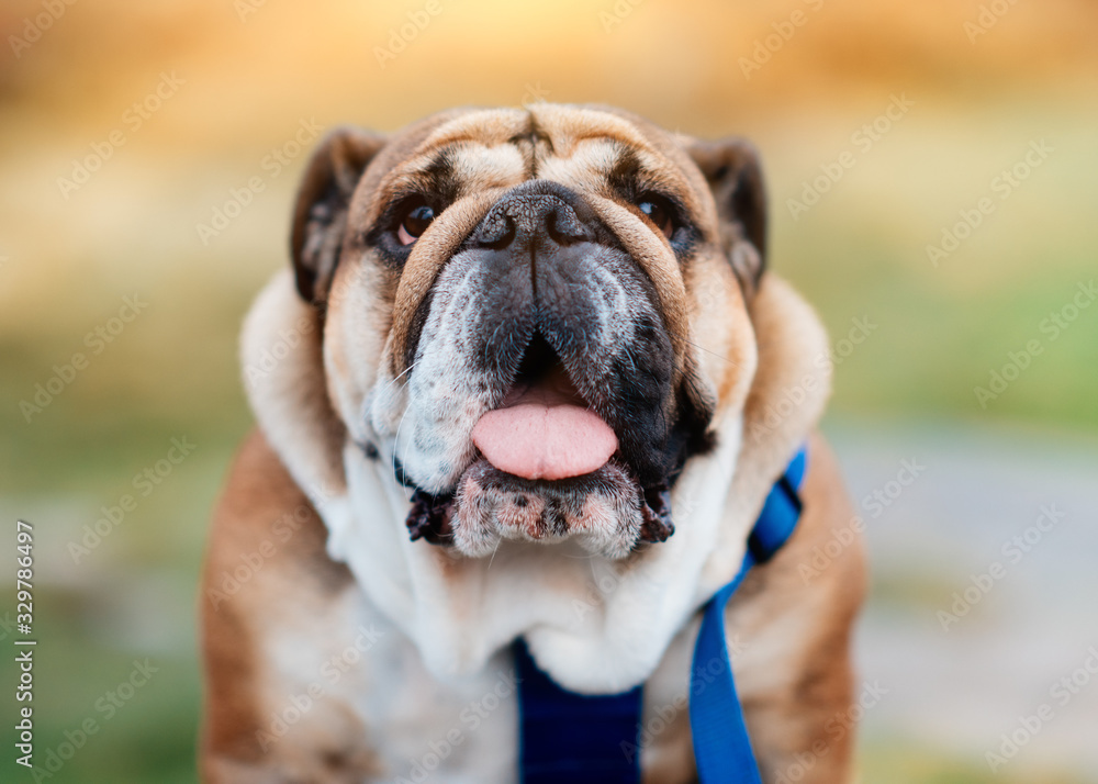 Closeup of portrait of Red English / British Bulldogs/dog in blue harness out for a walk in the countryside, UK