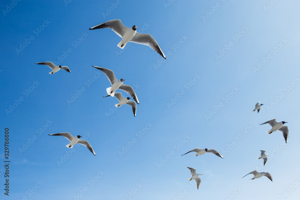 Fototapeta premium Many hungry seagulls flying in sunny clear blue sky overhead.