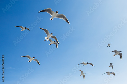 Fotografie, Obraz Many hungry seagulls flying in sunny clear blue sky overhead.