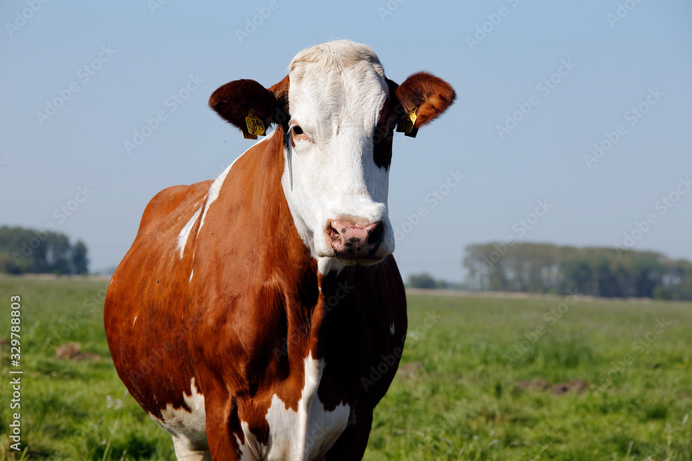 Beef, Cow, Milk cow, Pasture, Schwegen, Lower Saxony, Germany, Europe Beef, Cow, Milk cow, Pasture, Schwegen, Lower Saxony, Germany, Europe