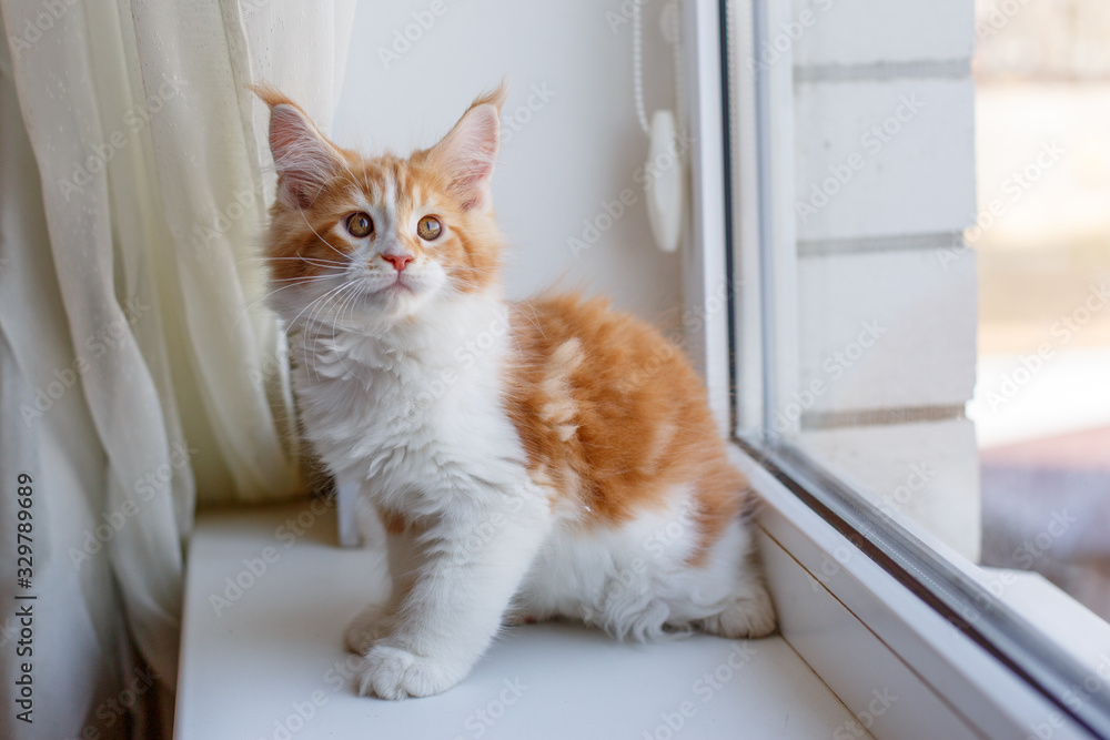 red kitten Maine Coon sitting on the window of the house