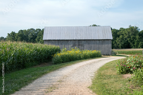 old barn and cornfield