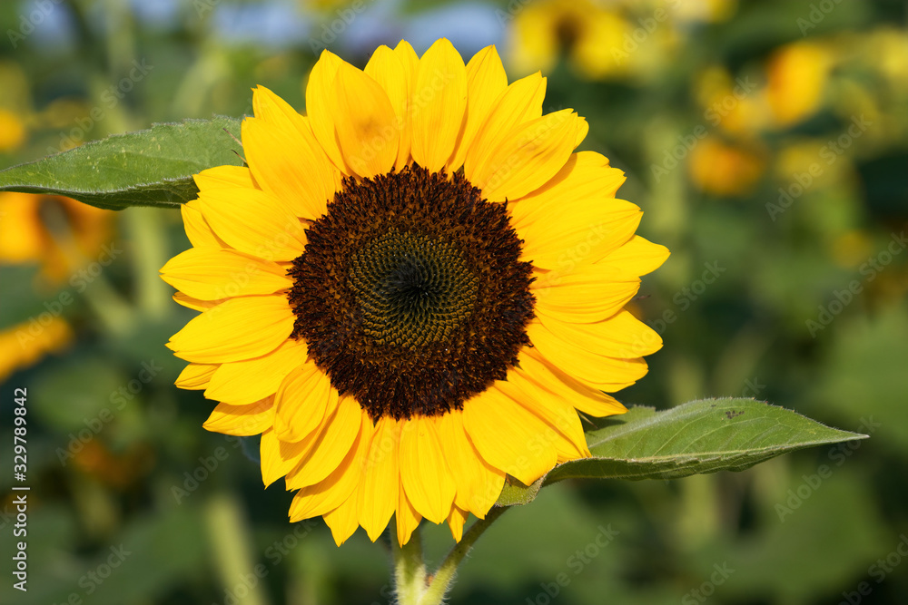 Fototapeta premium sunflower in the garden