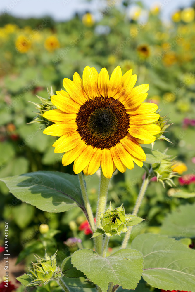 Fototapeta premium single sunflower against a green background