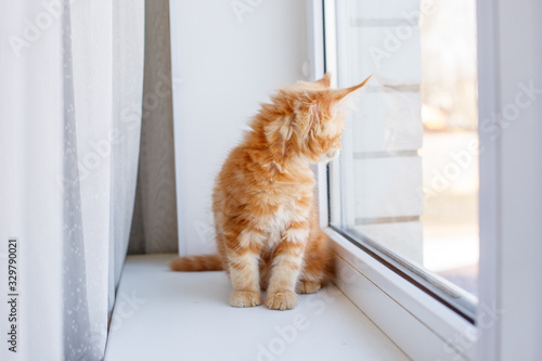 red kitten Maine Coon sitting on the window of the house