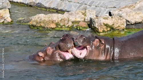 Two common hippopotamuses / hippos (Hippopotamus amphibius) surfacing to fight in water of lake