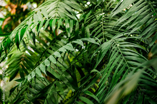 Close-up view of palm leaf in a tropical garden.