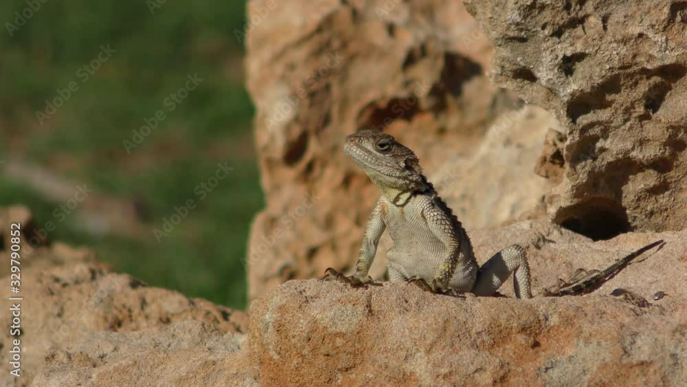 The fauna of Cyprus. The little lizard is looking for prey sitting on stones heated by the sun. The fauna of Cyprus. The little lizard is looking for prey sitting on stones heated by the sun.