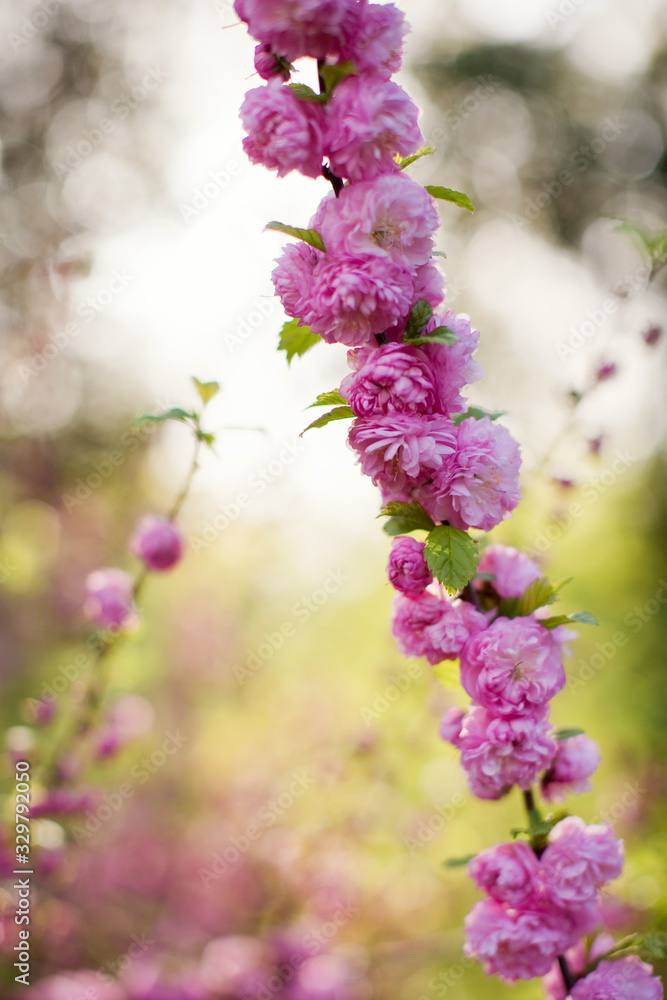 Blossom branches of a pink sacura. Blossom branches of a pink sacura.