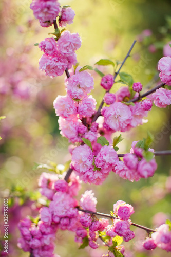 Blossom branches of a pink sacura. © aprilante