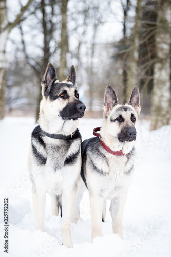 Two shepards walks outdoor at winter day