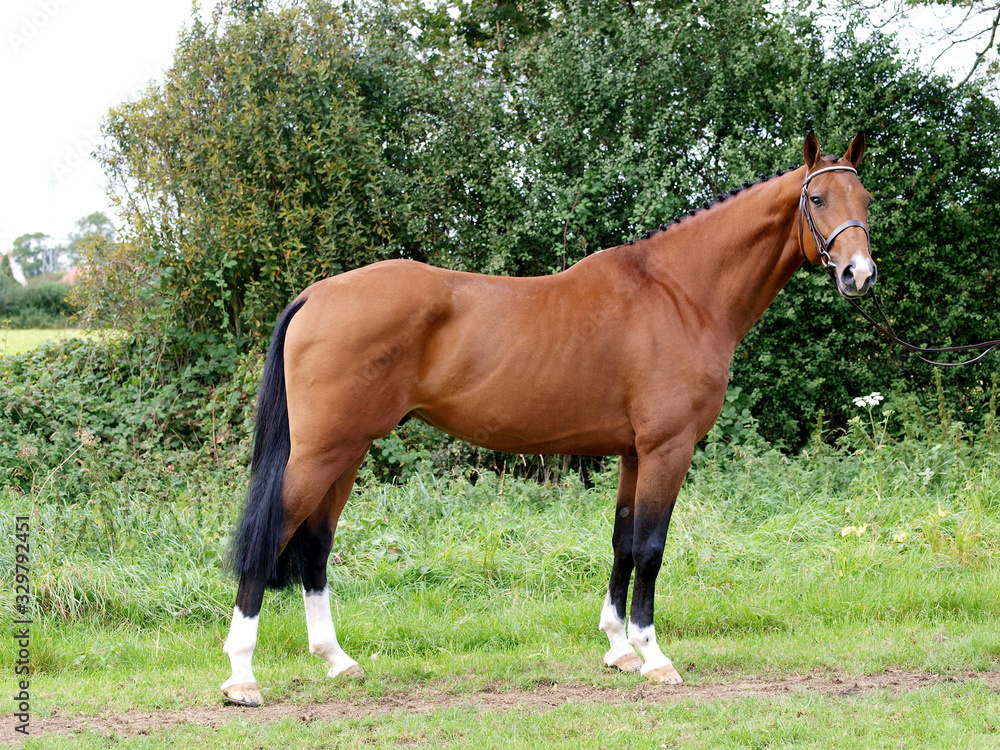 Obraz premium Stunning Bay Stallion