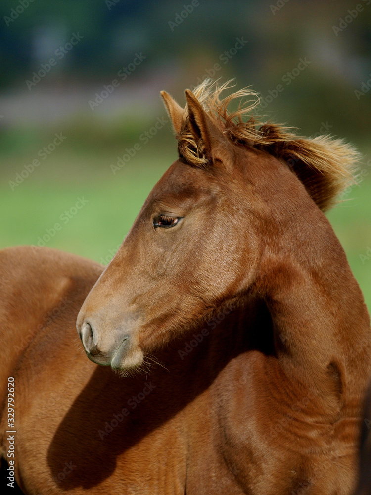 Fototapeta premium Źrebię strzał w głowę
