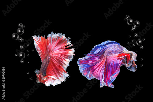 Colorful fish fighting Siamese betta on a black background Betta fish on a black background Fish fighting Siam Betta fish isolated on a black background